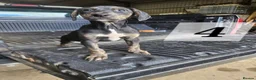 Lurcher dogs for sale: Lurcher Pups Ready To Leave Now - Advert 18