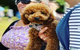 Toy Poodle dogs for stud: 🇷🇺russian kc miniature poodle 🇷🇺  in Newcastle - Image 4
