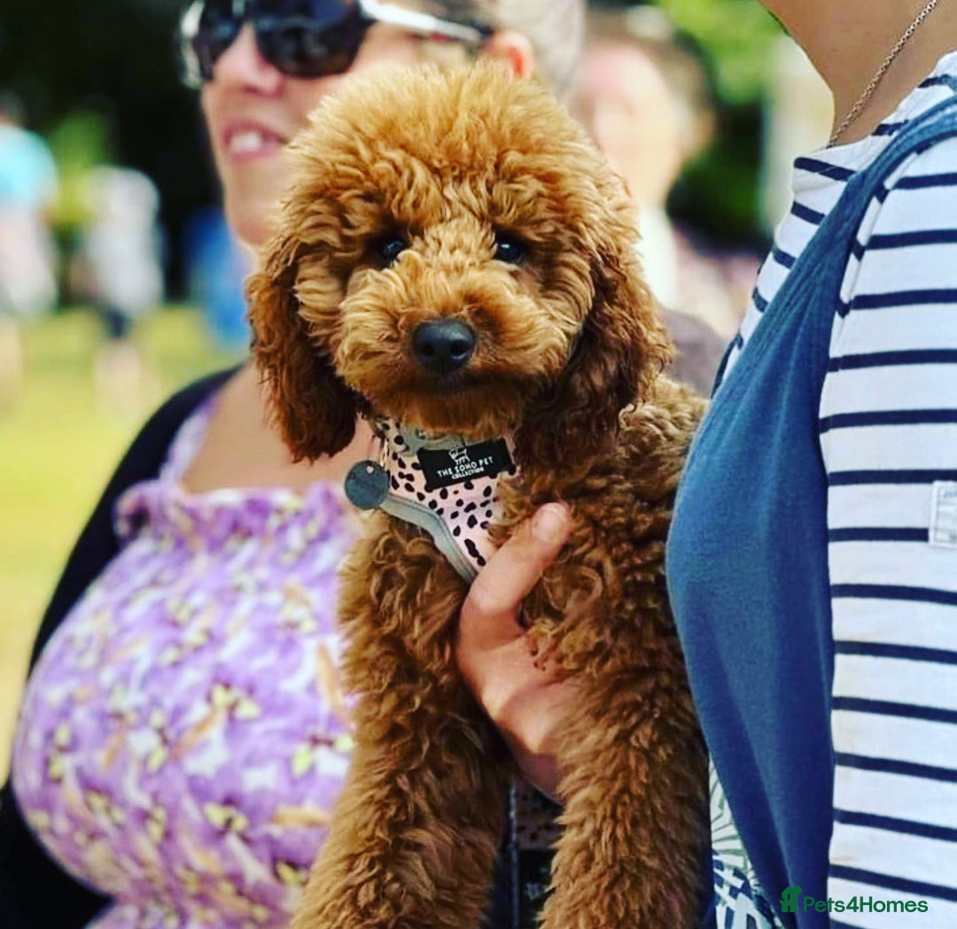 Toy Poodle dogs for stud: 🇷🇺russian kc miniature poodle 🇷🇺  in Newcastle - Image 4