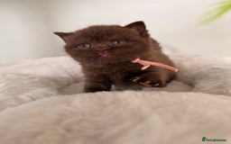 British Shorthair cats for sale: 7 British Shorthair Kittens TICA®️ – Import Lines - Image 31