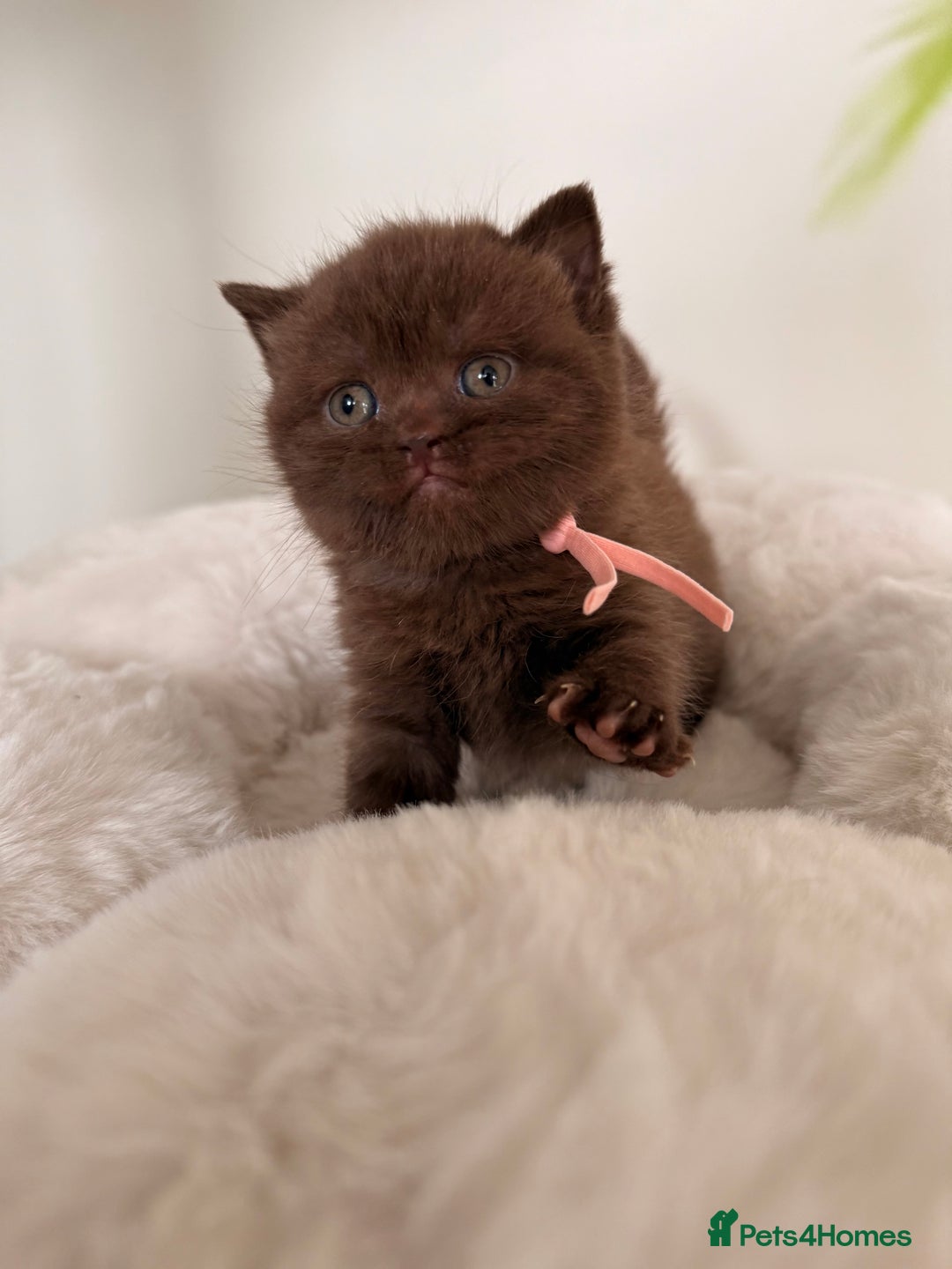 British Shorthair cats for sale: 7 British Shorthair Kittens TICA®️ – Import Lines - Image 31