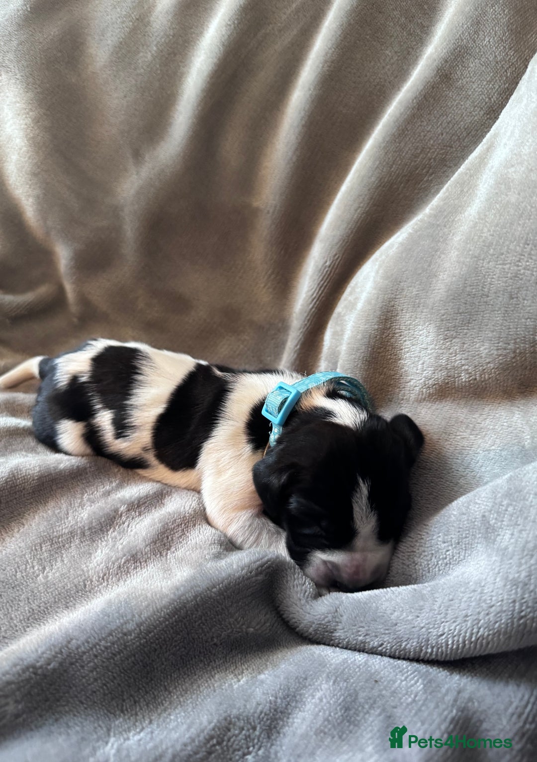 Braque D’Auvergne dogs for sale: Super litter of Braque d’Auvergne - Advert 3