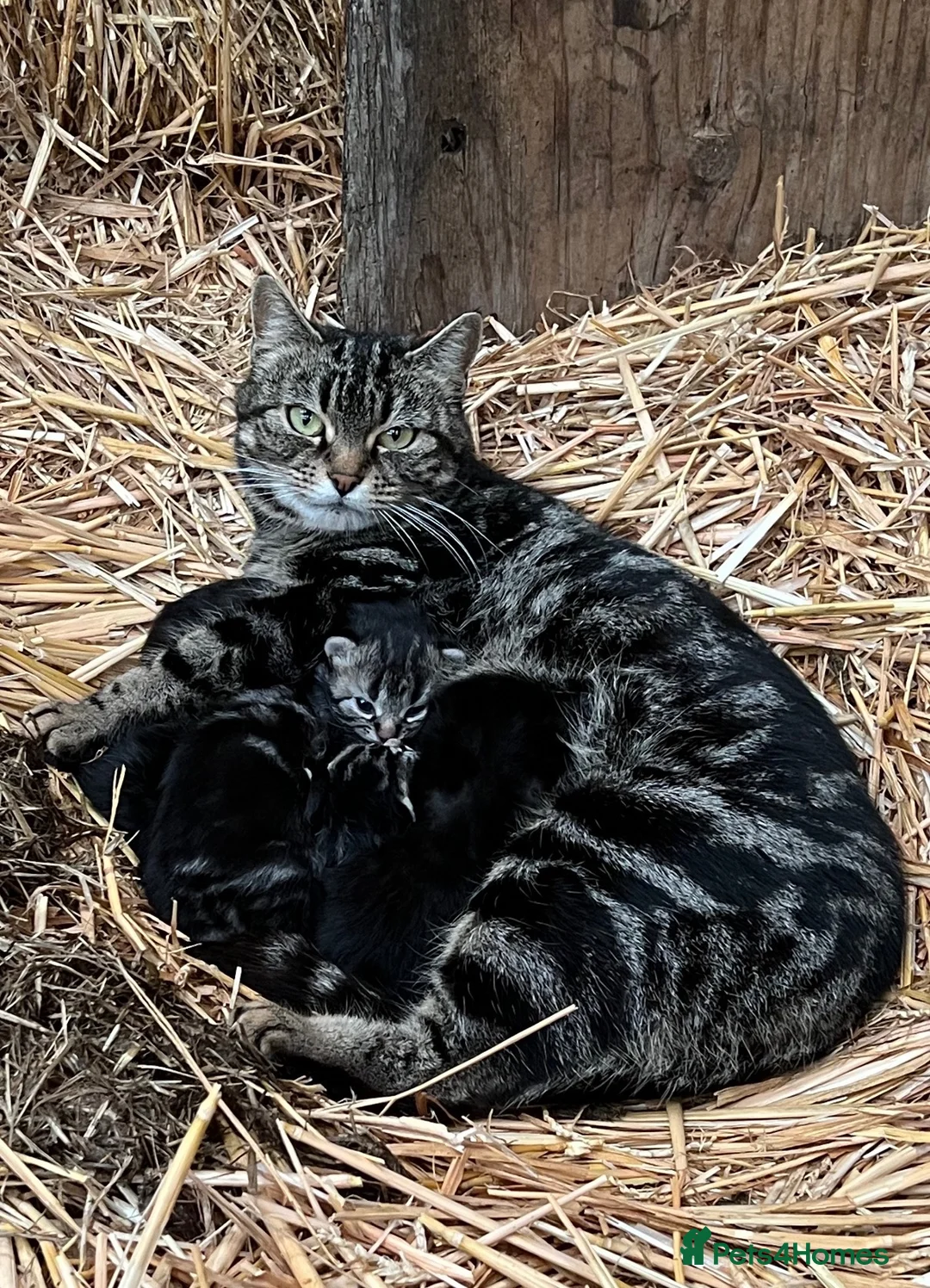 Mixed Breed cats for sale: Kittens for sale  - Advert 1