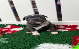 Staffordshire Bull Terrier dogs for sale: Health tested KC Staffordshire Bullterrier puppy’s - Image 6