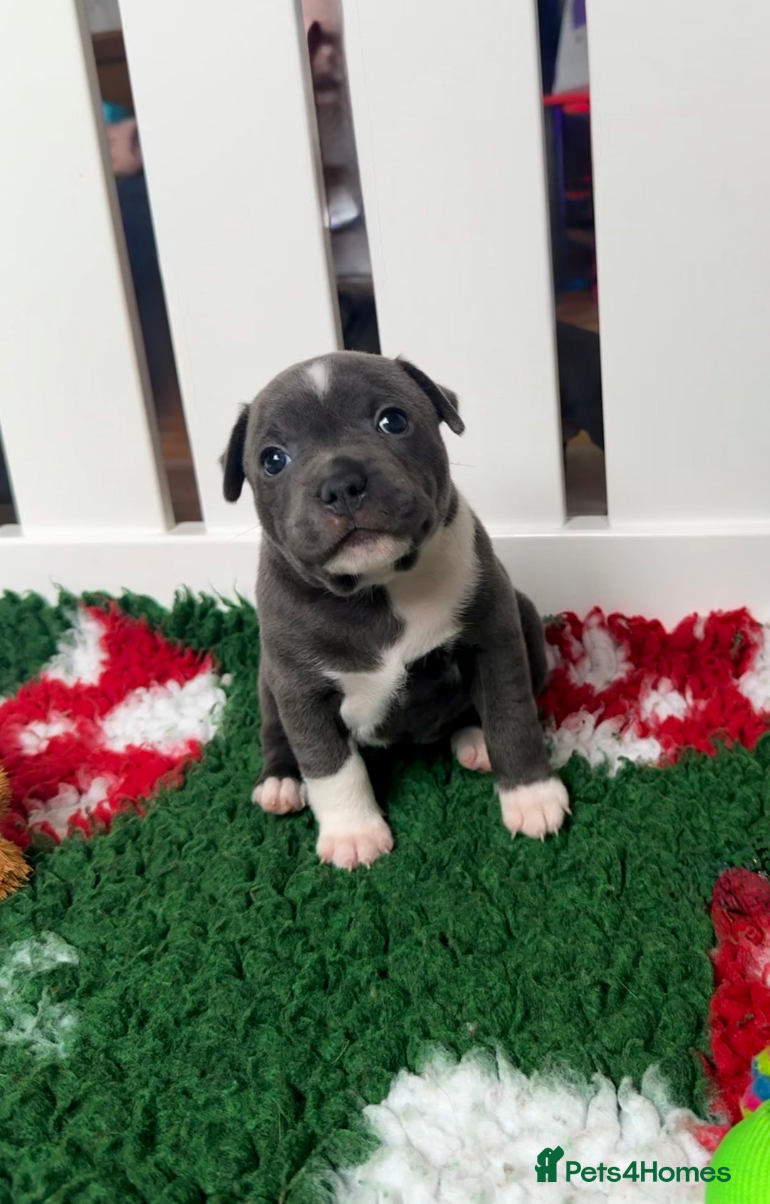 Staffordshire Bull Terrier dogs for sale: Health tested KC Staffordshire Bullterrier puppy’s - Image 6