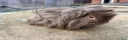 Guinea Pig rodents for sale: Beautiful long haired guinea pigs to reserve  - Advert 5