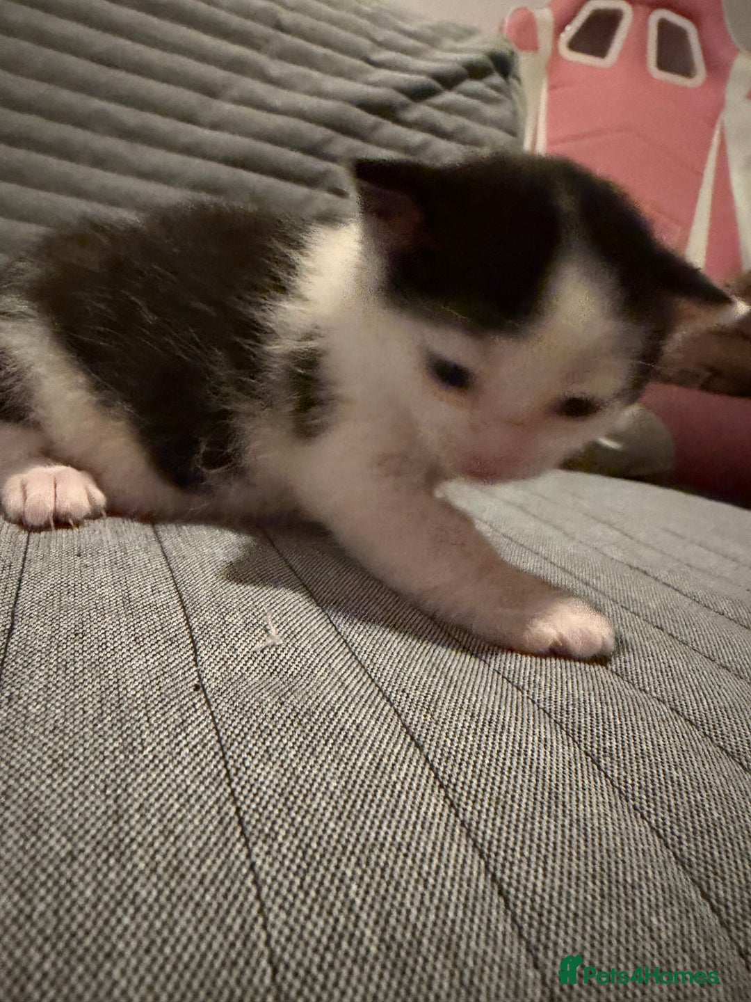 Domestic Shorthair cats for sale: White and black male kitten - Advert 10