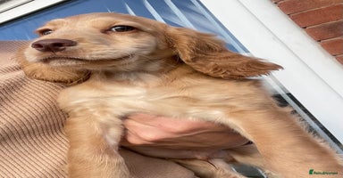 Cocker Spaniel dogs - Advert 2