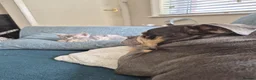 Savannah cats for sale: Savannah cross Bengal  in Poole - Advert 2