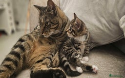 Domestic Shorthair cats for sale: Kittens looking for their forever home 🩷🩵🩷 - Image 1