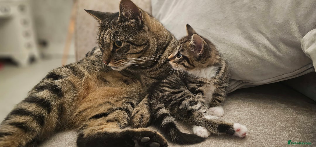 Domestic Shorthair cats for sale: Kittens looking for their forever home 🩷🩵🩷 - Image 1