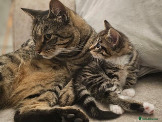 Domestic Shorthair cats for sale - Advert 2