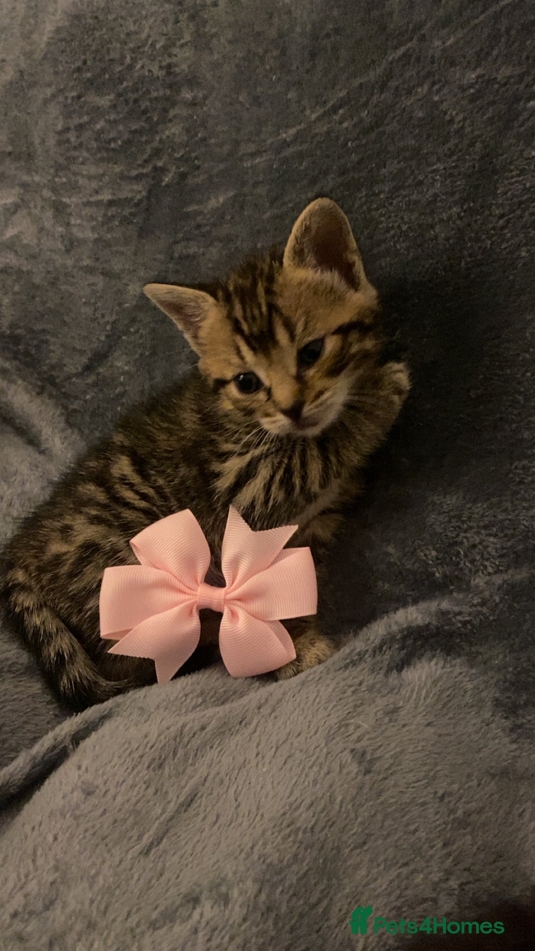 Mixed Breed cats for sale: Mixed bengal and Norwegian kittens  - Advert 8