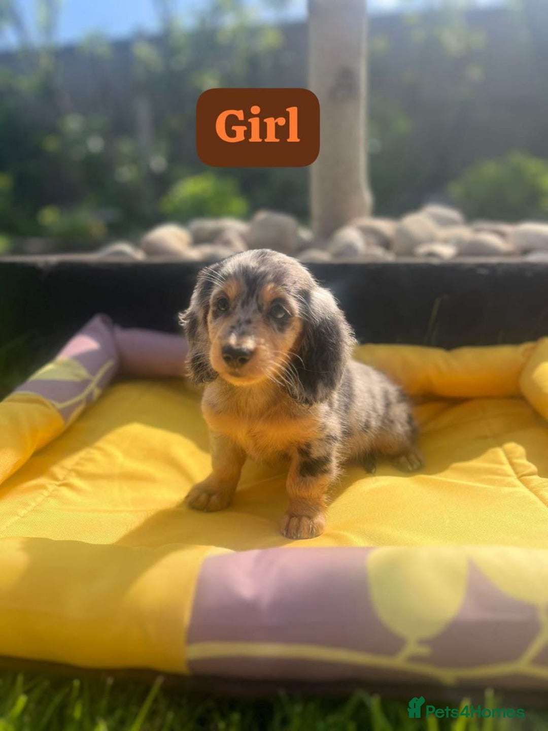 Miniature Dachshund dogs for sale: ADORABLE MINIATURE DACHSHUND PUPPIES - Image 5