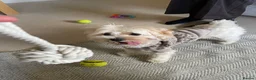 Maltipoo dogs for sale: Loving 3 yr old Maltipoo looking for forever home - Advert 4
