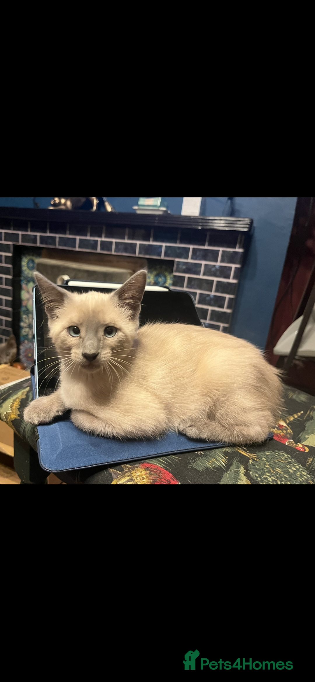Oriental cats for sale: 5 STUNNING RAGAMESE KITTENS - Image 9