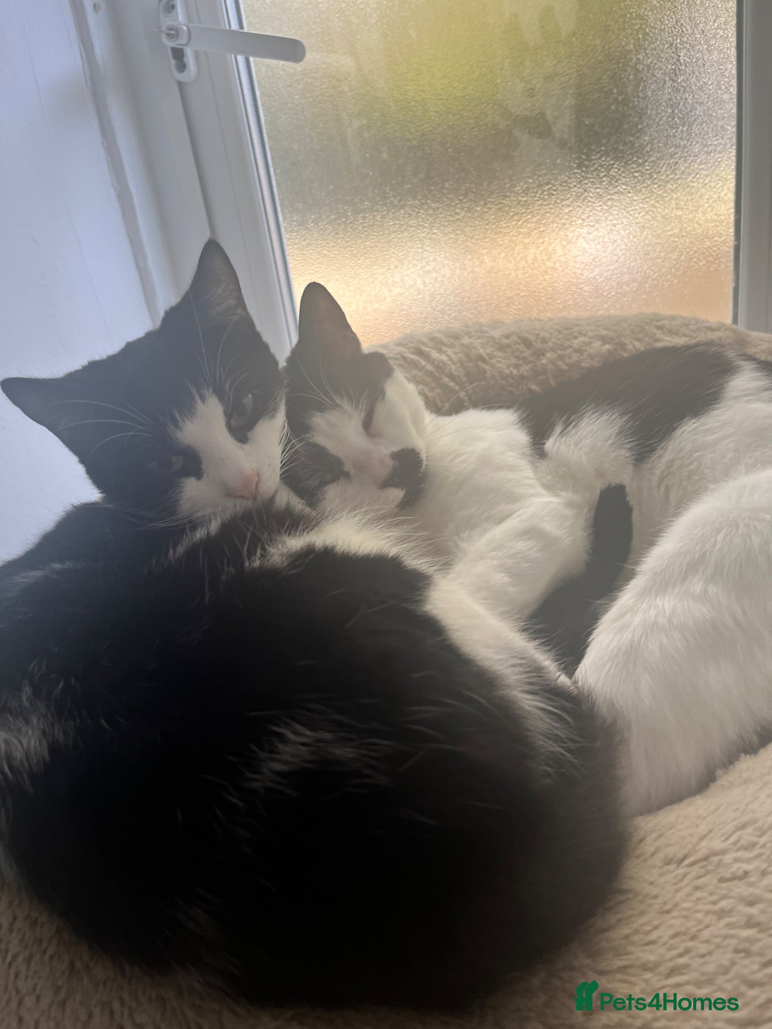 British Longhair cats for sale: Twin boys  in London - Advert 2