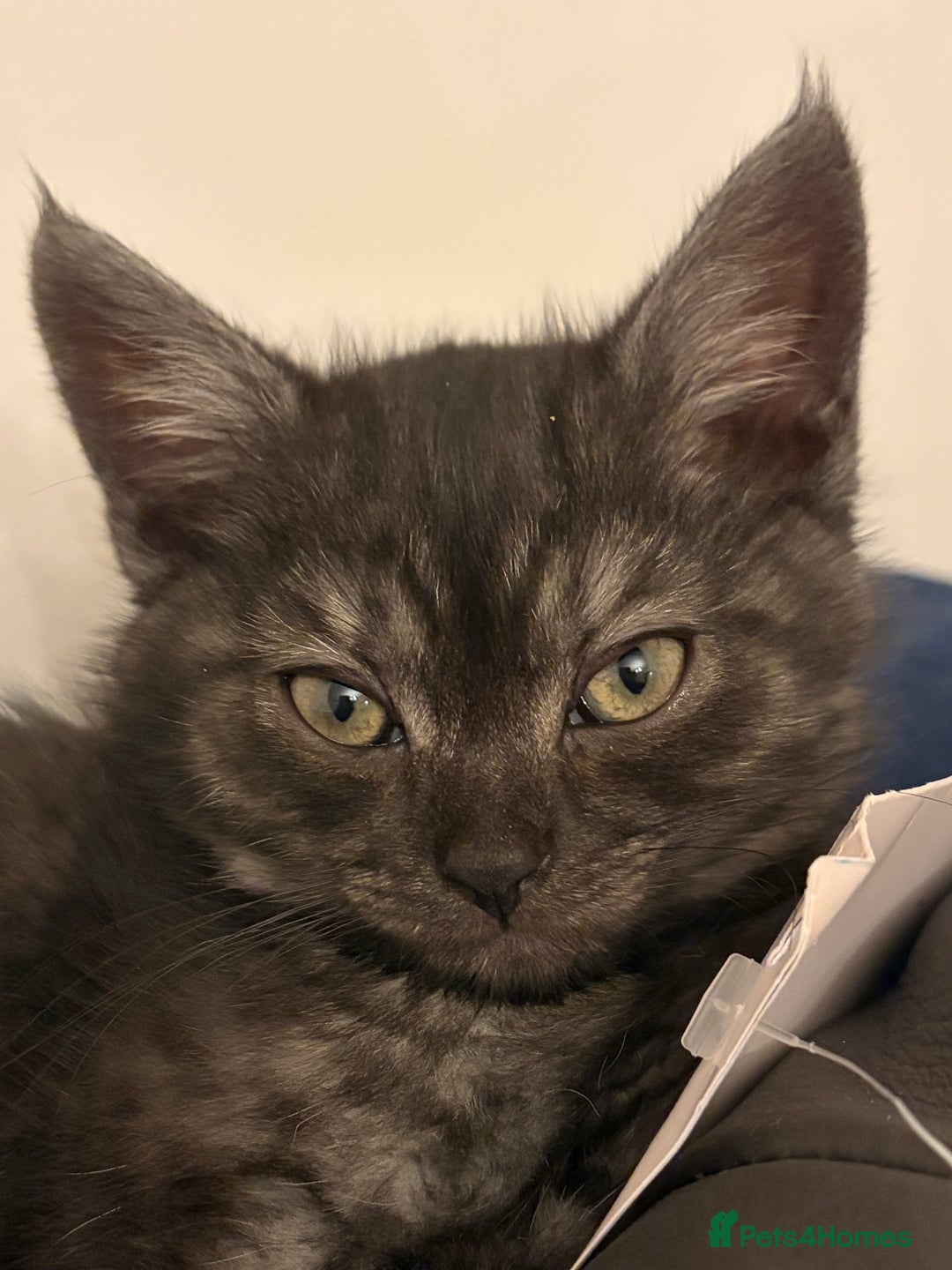 British Shorthair cats for sale: British short hair/persian mother - Advert 2