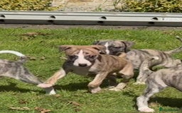 Whippet dogs for sale: SUPER KC Whippet puppies Show bred - Image 28