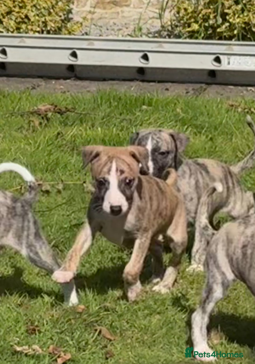 Whippet dogs for sale: SUPER KC Whippet puppies Show bred - Image 28