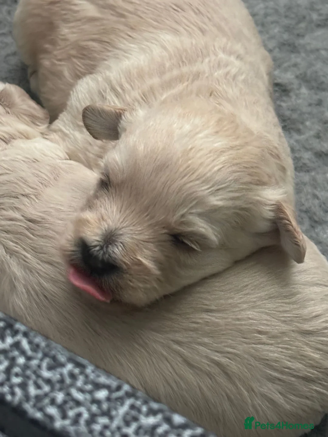Mixed Breed dogs for sale: Westiepoo pups  - Advert 2