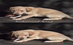 Saluki dogs for sale: ✨Exceptional Saluki Puppies from Iranian Imports✨ - Image 8