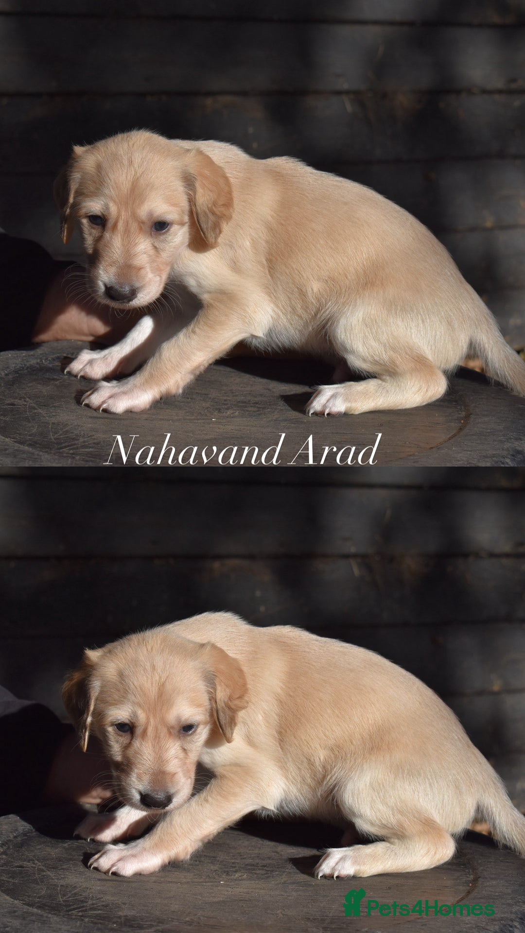 Saluki dogs for sale: ✨Exceptional Saluki Puppies from Iranian Imports✨ - Image 8