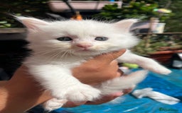 Siamese cats for sale: 5 Siamese and Turkish Angora kittens - Image 6