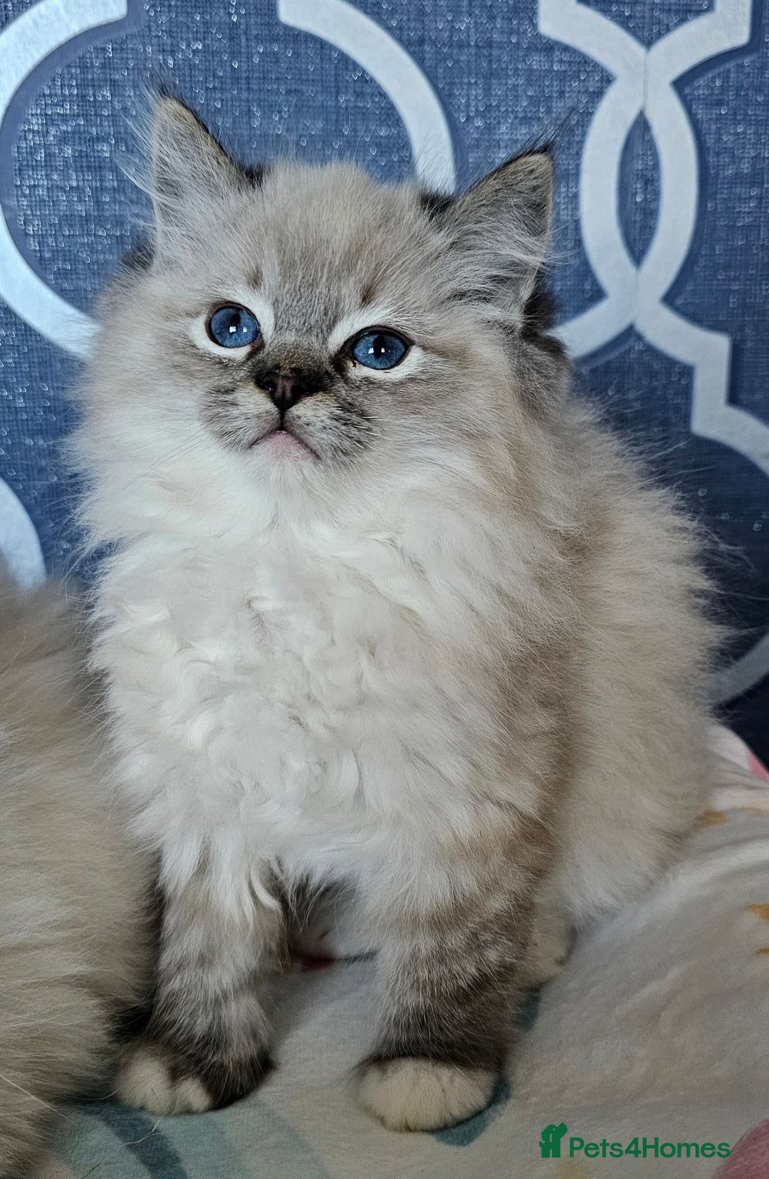 Ragdoll cats for sale: 5⭐️ Council licenced GCCF registered kittens  - Advert 7