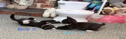 Mixed Breed cats for sale: 3 kittens ready for new homes  - Advert 16