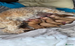 Cockapoo dogs for sale: Cockapoo puppys for sale - Image 3