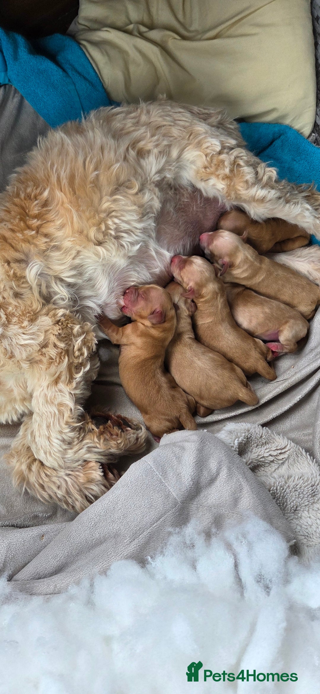 Cockapoo dogs for sale: Cockapoo puppys for sale - Image 3
