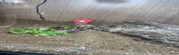 Tortoise reptiles for sale: Horsfield tortoise under 1 year  - Advert 2