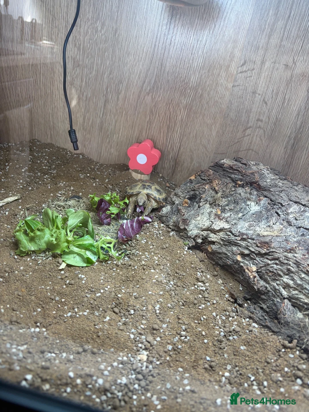 Tortoise reptiles for sale: Horsfield tortoise under 1 year  - Advert 2