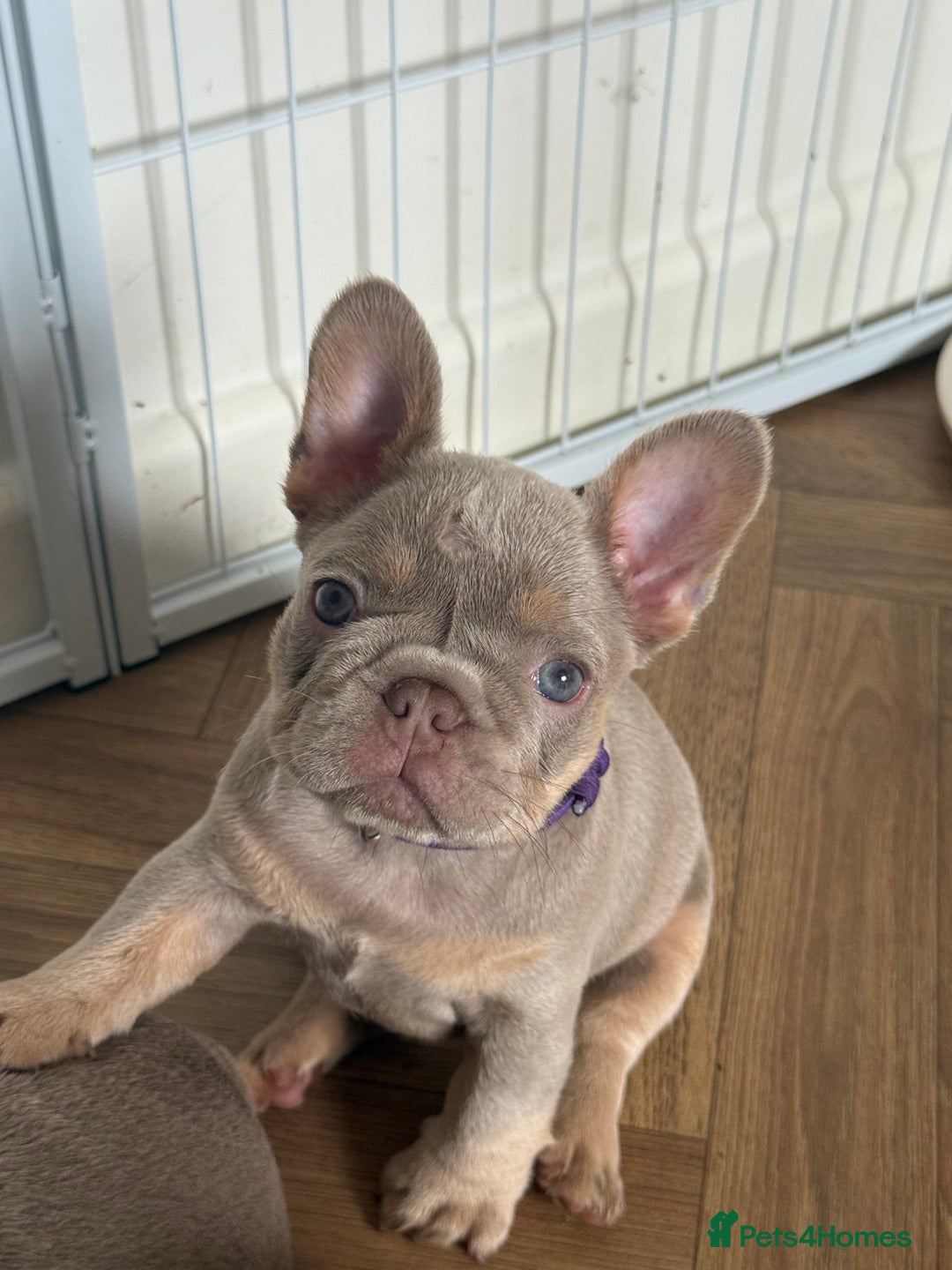 French Bulldog dogs for sale: Stunning French bulldogs  - Image 4