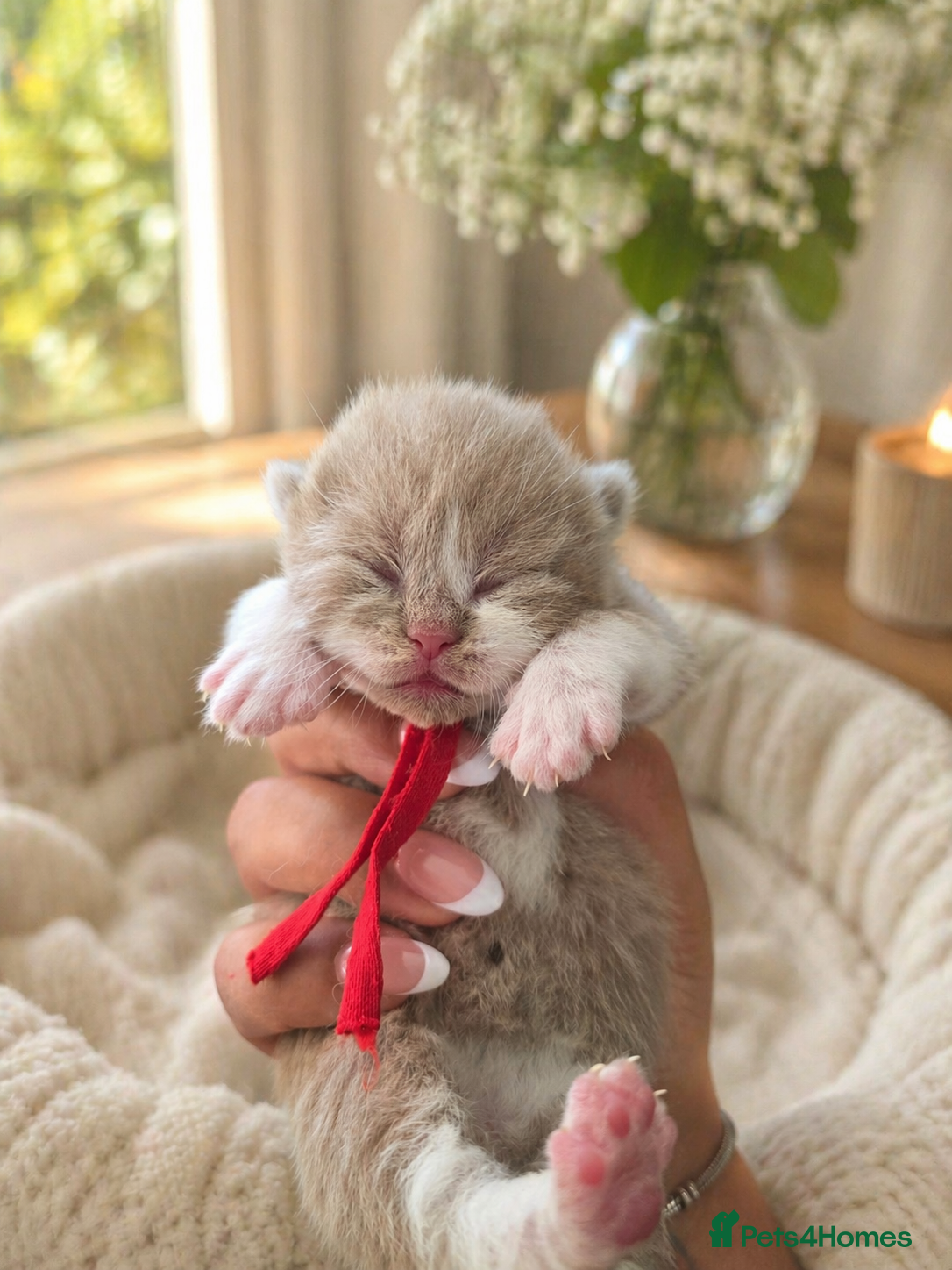 British Shorthair cats 🌟Exceptional quality British shorthair kittens🌟  - Advert 2