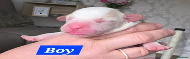 Puppy 6 (Boy)
