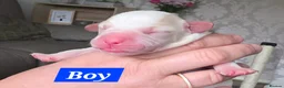 Mixed Breed dogs for sale: Frenchie Bulldog x Cocker Spaniel puppies - Advert 7