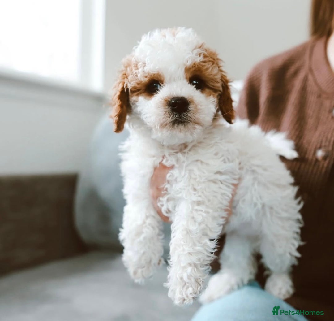 Cavapoo dogs for sale: Beautiful Cavapoo puppies! - Image 19