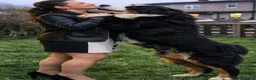Bernese Mountain Dog dogs for sale: 3 Beautiful Bernese Mountain Dog Girls Available - Advert 2