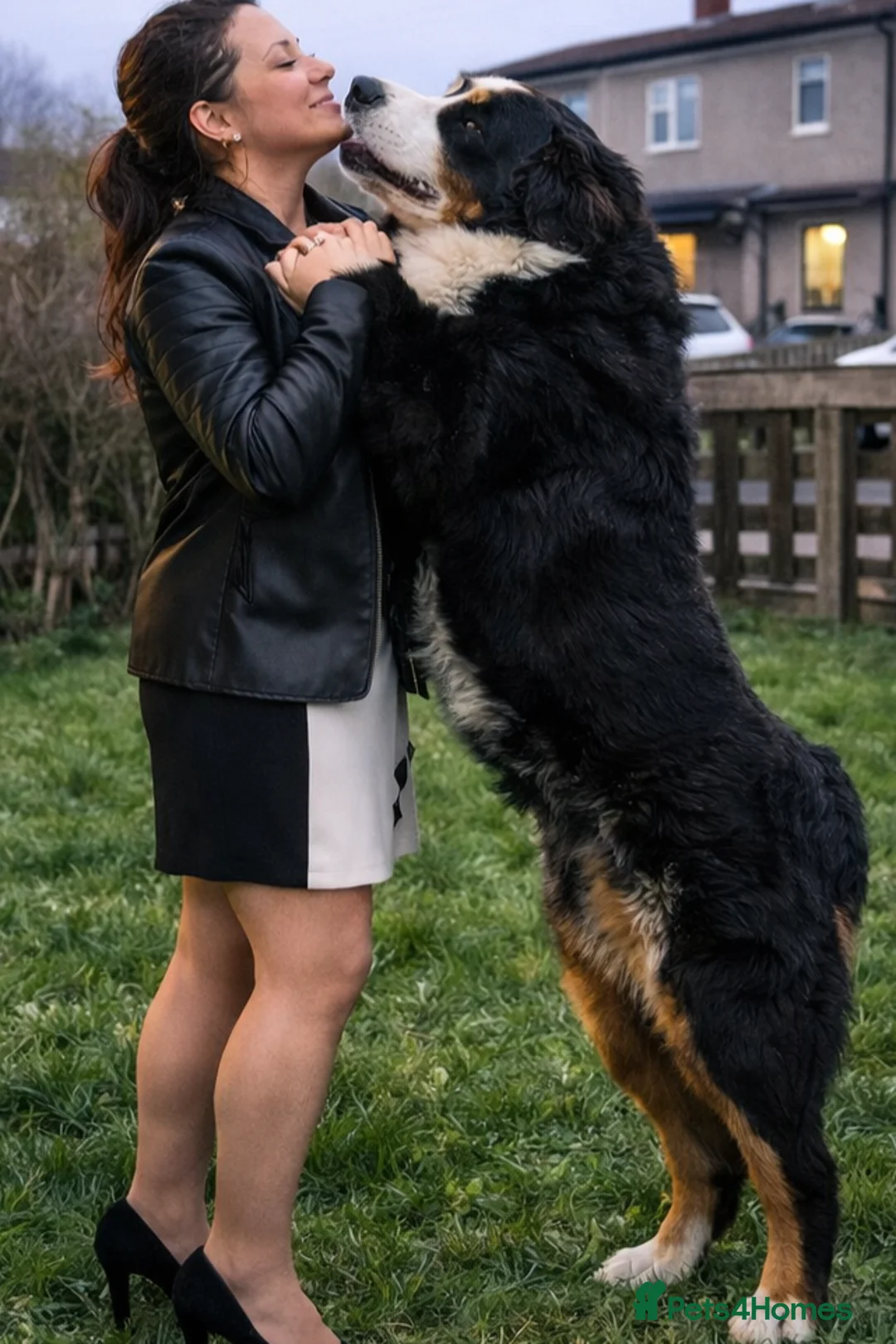 Bernese Mountain Dog dogs for sale: 3 Beautiful Bernese Mountain Dog Girls Available - Advert 2