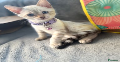 Bengal cats - Advert 13