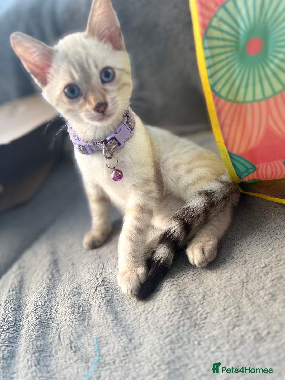 Bengal cats for sale: Blue Eyes Snow Lynx Bengal Kittens - Image 19