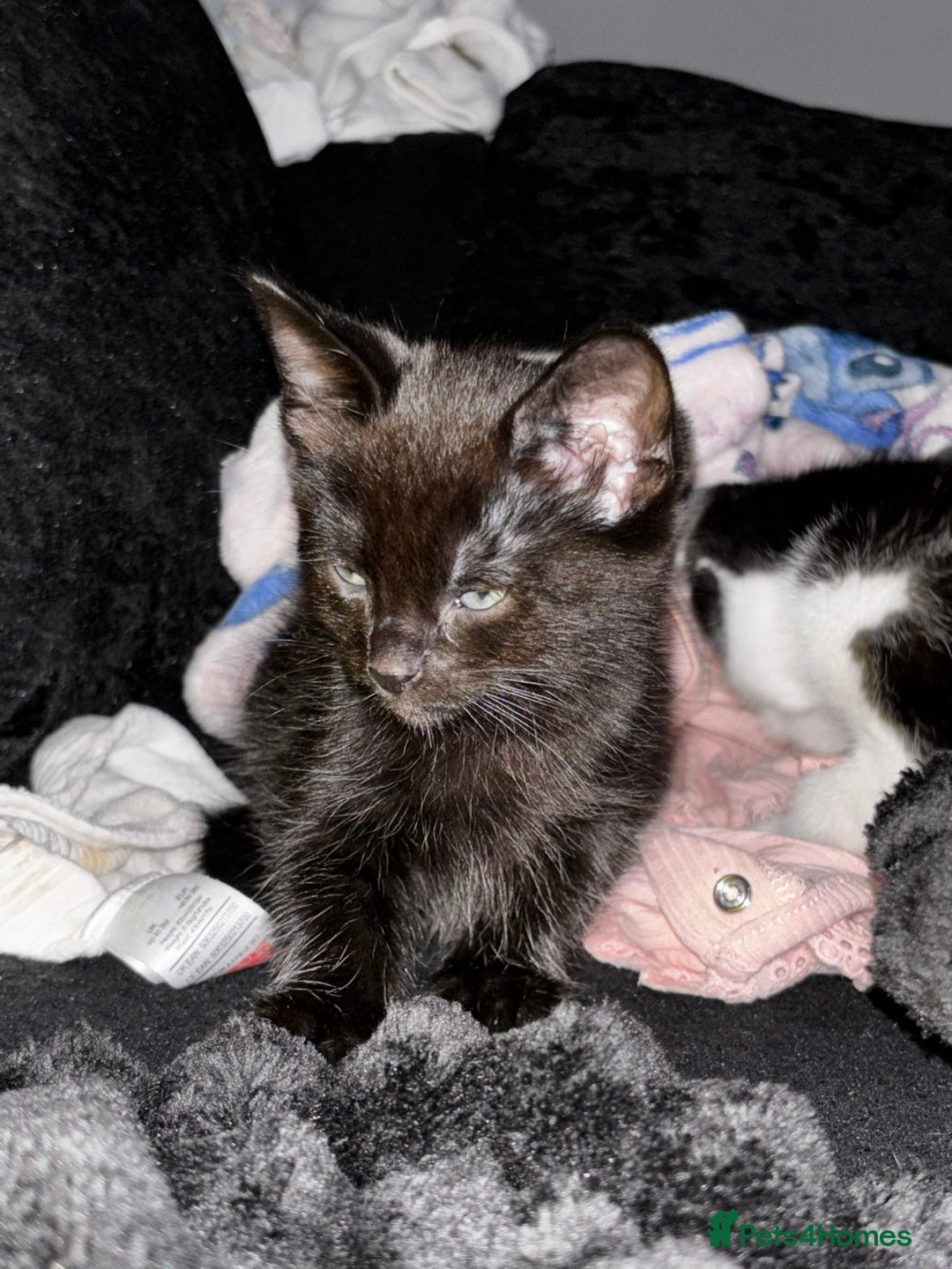 Mixed Breed cats for sale: Kittens  - Advert 6