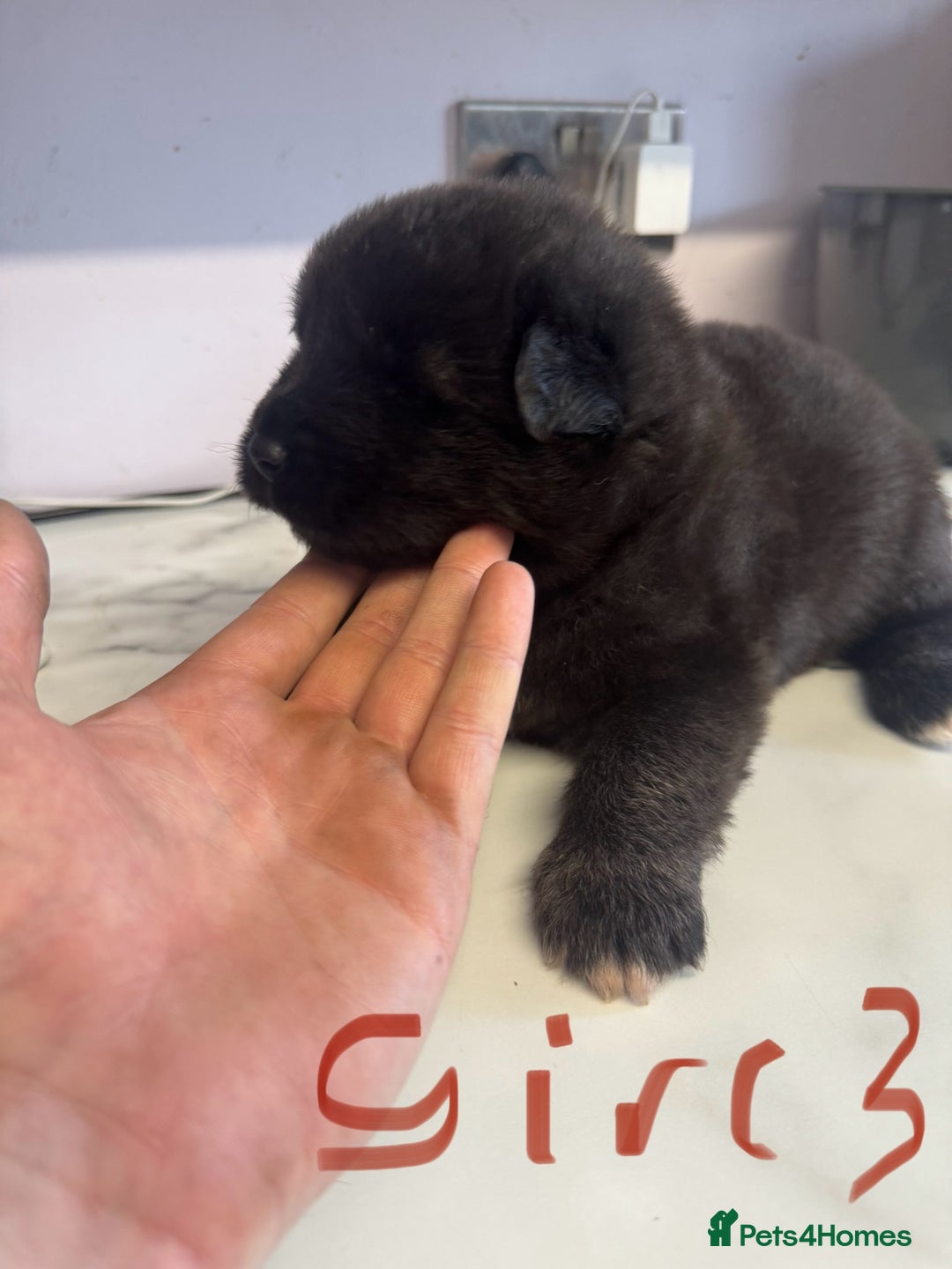 Akita dogs for sale: Bear face American akita puppy for sale  - Image 10