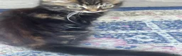 Maine Coon cats for sale: Main coon  in Nottingham - Advert 8