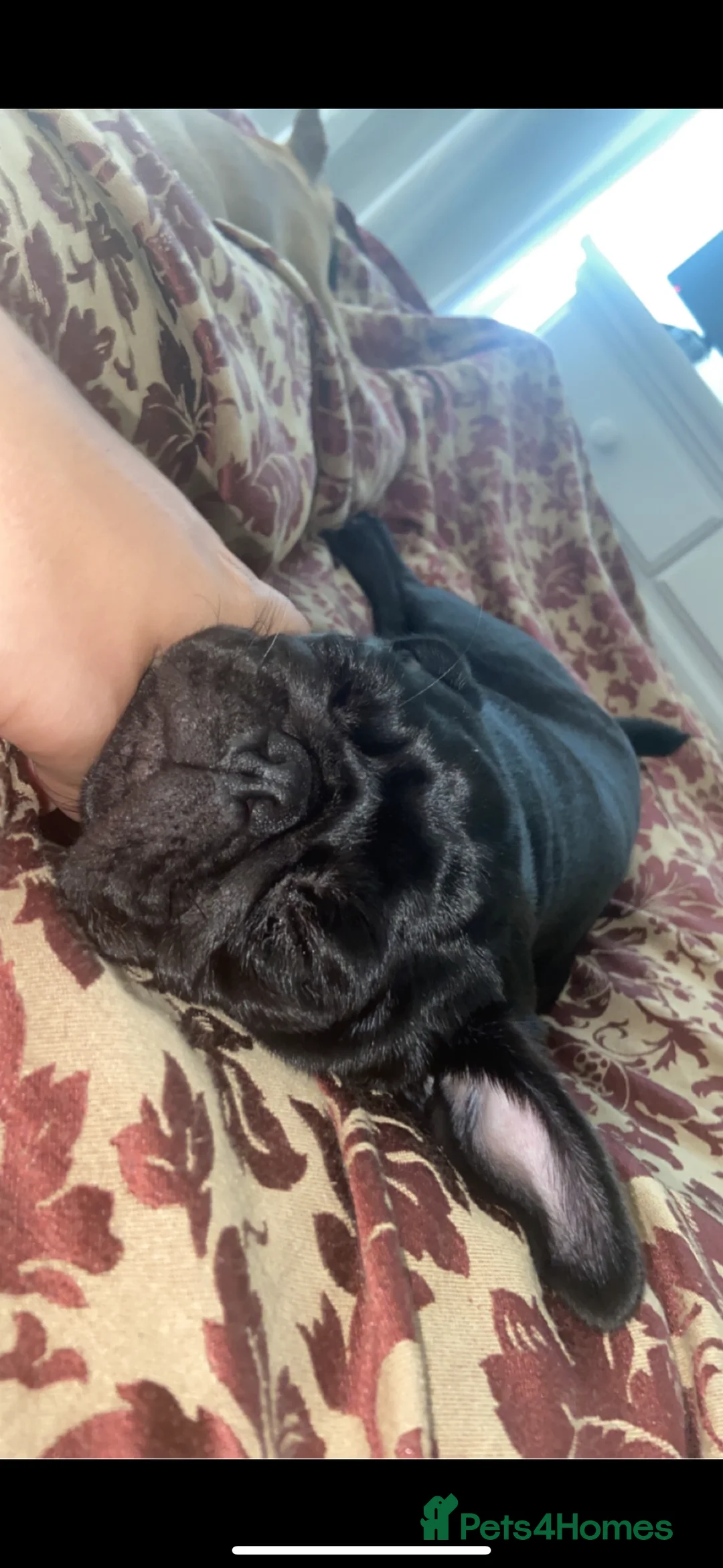Pug dogs for sale: Beautiful black pug/ female - Advert 1