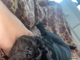 Pug dogs Beautiful black pug/ female - Advert 5