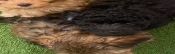 Cavapoo dogs for sale: Beautiful Black F1b Cavapoo Girl DNA tested lines - Advert 14