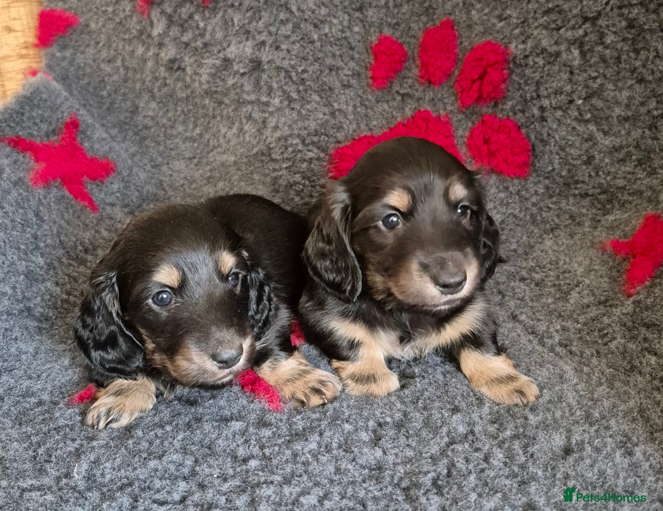 Miniature Dachshund dogs Long Hair Miniature Dachshund Puppies.  - Advert 14